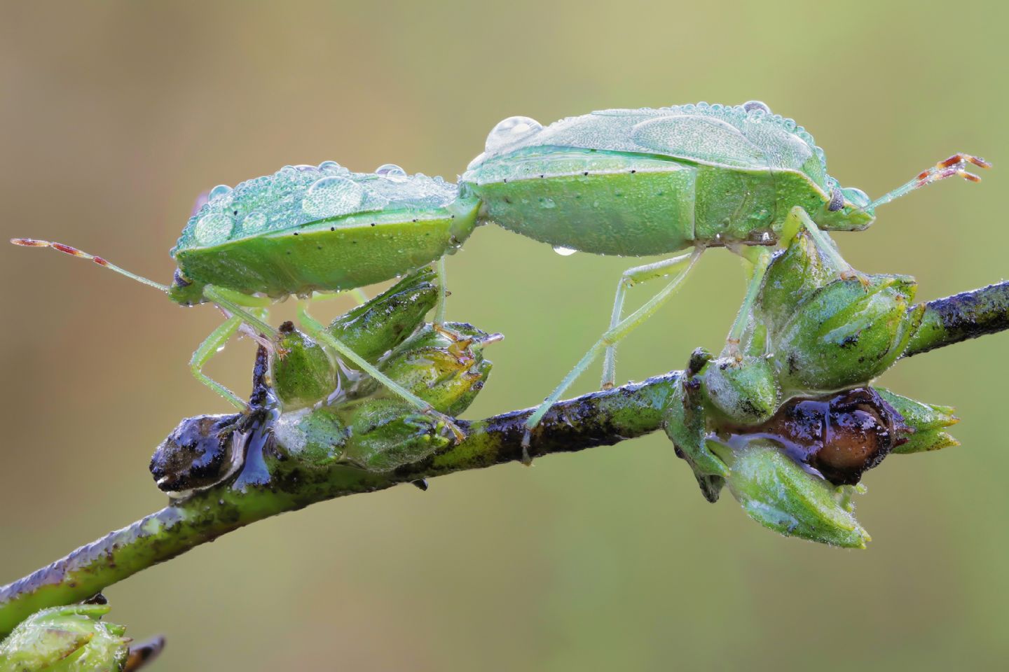 Pentatomidae sp.